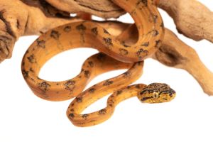 Corallus hortulanus